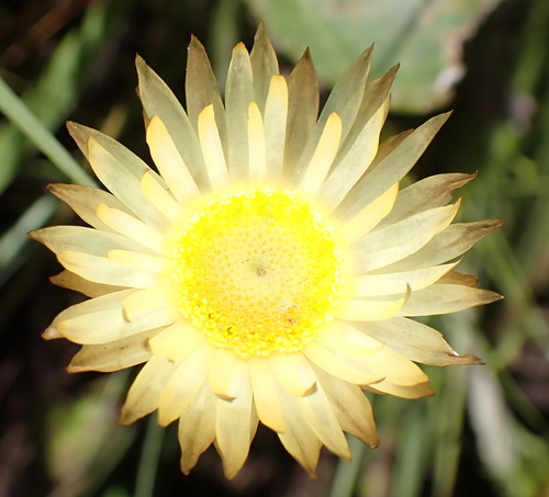 Image of Helichrysum herbaceum by (c) Nicola van Berkel, some rights reserved (CC BY-SA)