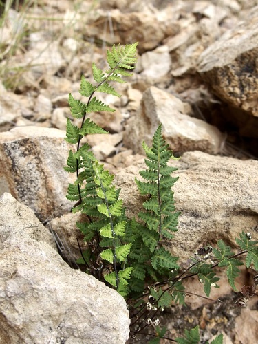 Image of Notholaena lemmonii by (c) Sue Carnahan, some rights reserved (CC BY)