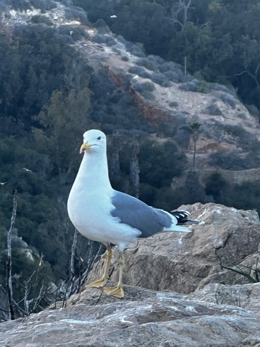 Yellow-legged Gull