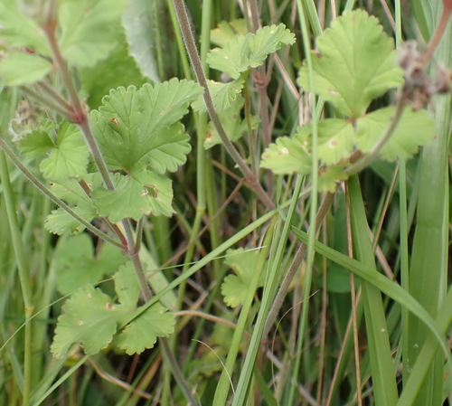 Image of Lesotho Storksbill (Pelargonium capituliforme) by (c) Nicola van Berkel, some rights reserved (CC BY-SA)