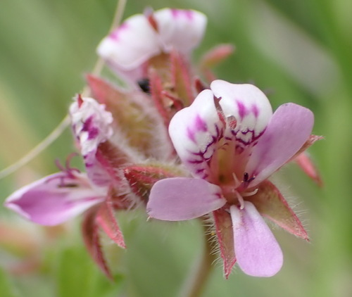 Image of Pelargonium capituliforme by (c) Nicola van Berkel, some rights reserved (CC BY-SA)
