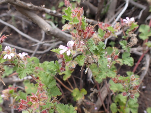 Lesotho Storksbill (Pelargonium capituliforme)