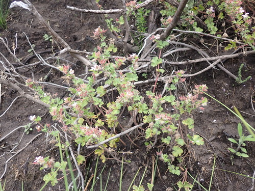 Image of Lesotho Storksbill (Pelargonium capituliforme) by (c) Nicola van Berkel, some rights reserved (CC BY-SA)