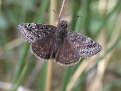 Erynnis telemachus
