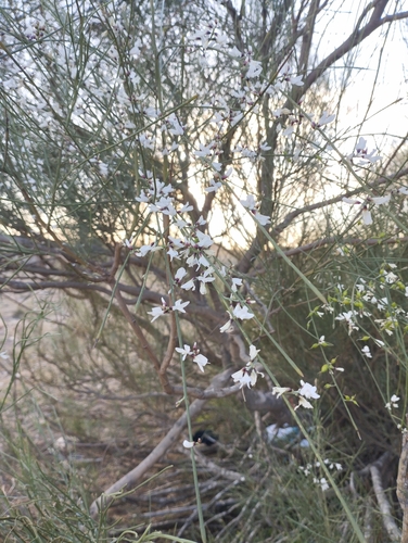 Image of Retama monosperma by (c) Juan Rodríguez, some rights reserved (CC BY)