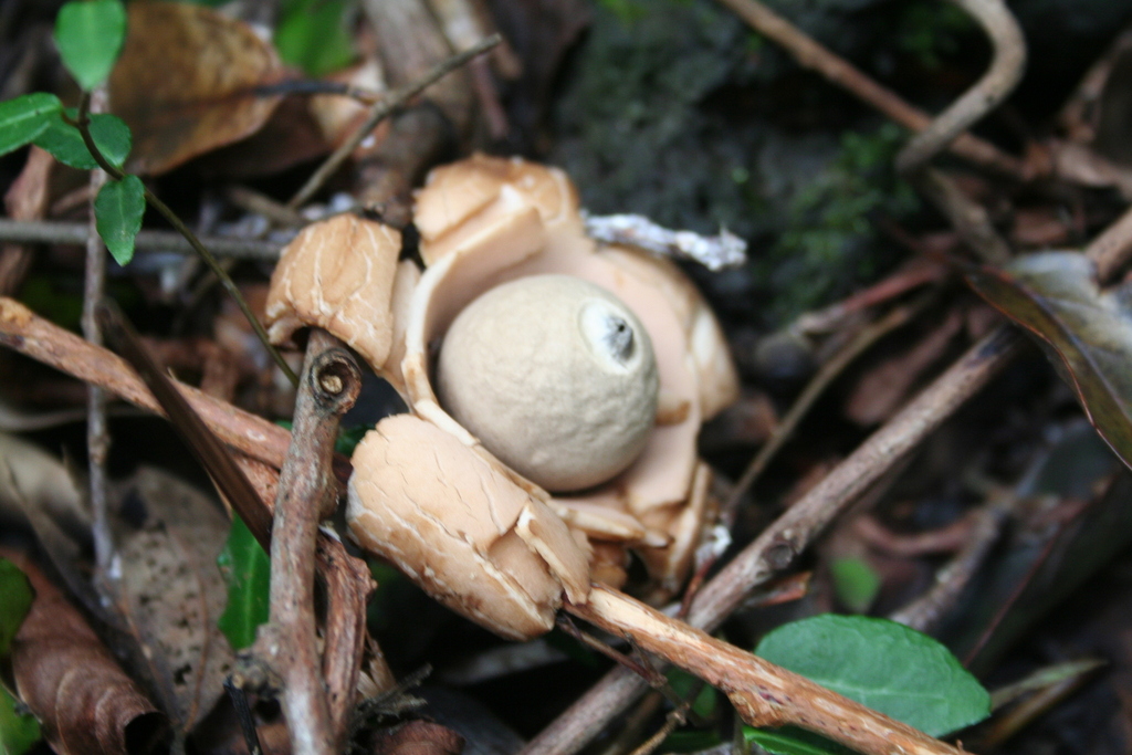 Geastrum triplex · September 2012 · photo: © grey_moss (iNaturalist, cc-by)