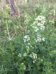 Galium mollugo