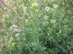 Galium mollugo
