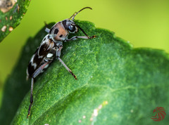 Xylotrechus subscutellatus