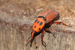 Red Palm Weevil - Photo (c) rainman1212, some rights reserved (CC BY-NC), uploaded by rainman1212