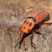 Escaravelho-Vermelho - Photo (c) rainman1212, alguns direitos reservados (CC BY-NC), uploaded by rainman1212