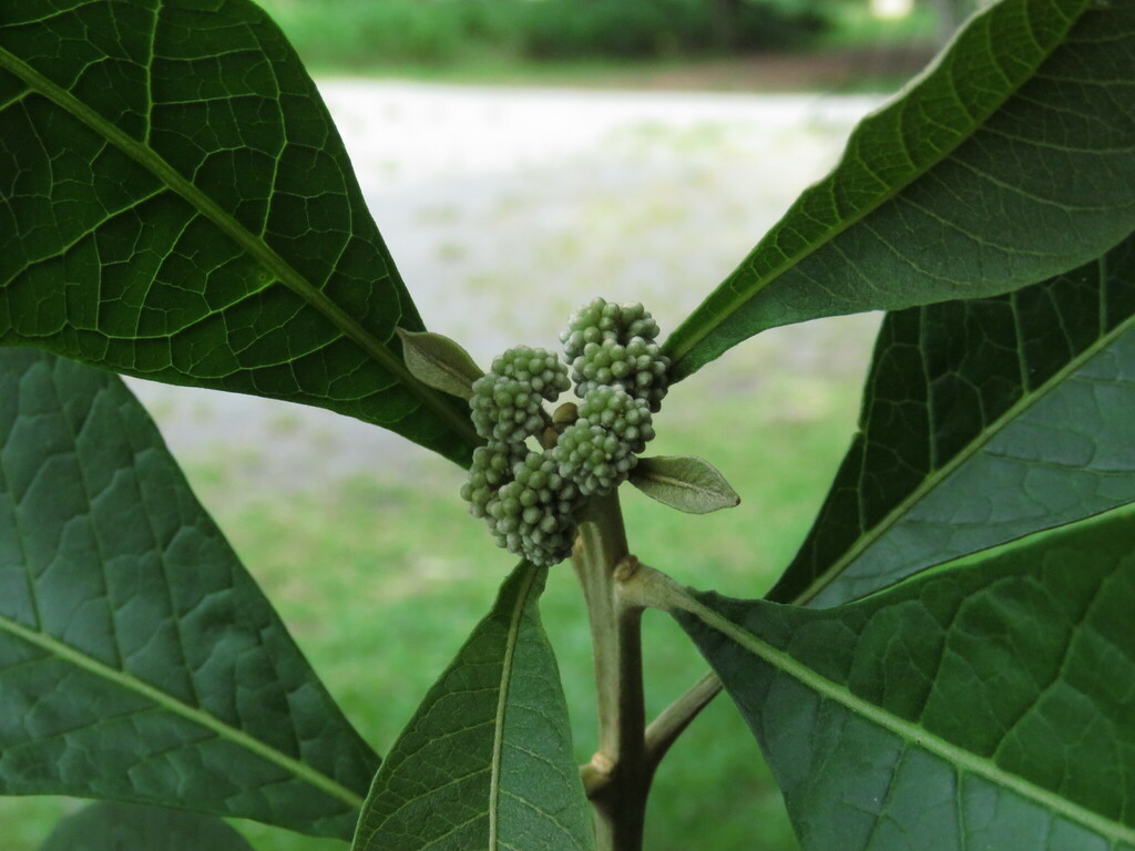 Foto de Coroa-de-frade