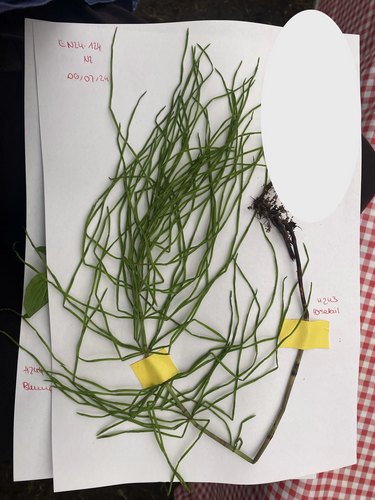 field horsetail