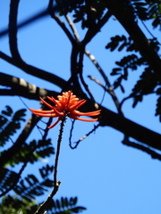 Erythrina americana