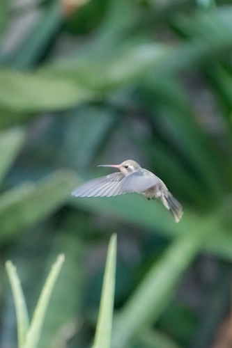 Dusky Hummingbird (Phaeoptila sordida), photo 9