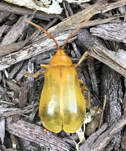 Larger Elm Leaf Beetle