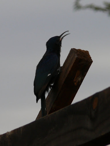 Rhinopomastus cyanomelas