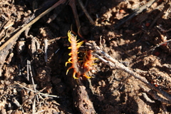 Scolopendra morsitans