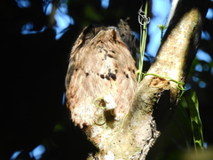 Nyctibius griseus