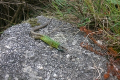 Lacerta schreiberi