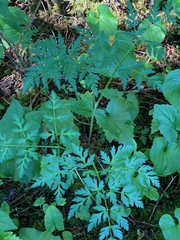 Conioselinum gmelinii
