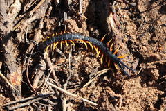 Scolopendra morsitans