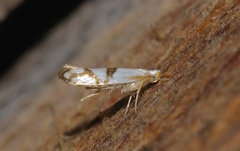 Argyresthia oreasella
