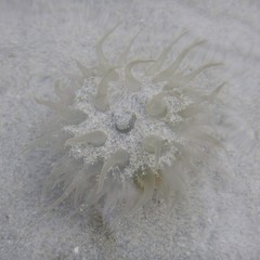 Paracondylactis sinensis