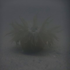 Paracondylactis sinensis