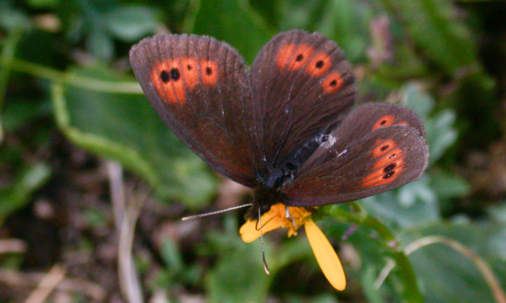 Alpine Insect Common Alpine (Insects and Arachnids of Chatfield State Park) · iNaturalist