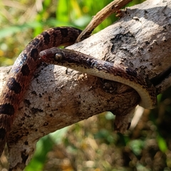 Venezuelan Cat-eyed Snake