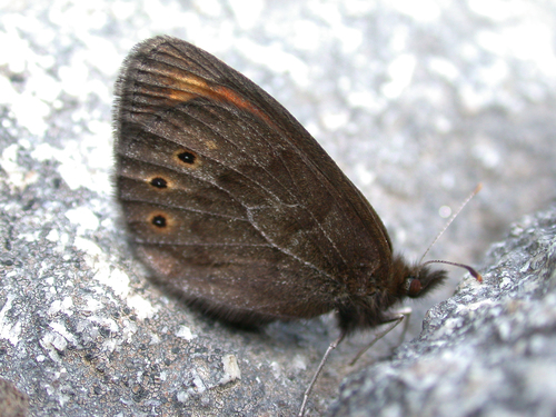 Common Alpine