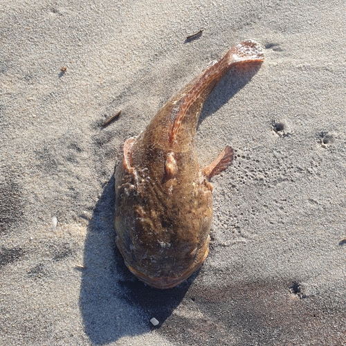 Lusitanian toadfish (Halobatrachus didactylus) — Batrachoididae — 5