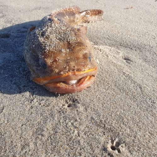 Lusitanian toadfish (Halobatrachus didactylus) — Batrachoididae — 4