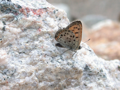 Lycaena cupreus