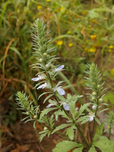 Image of Teucrium cubense by (c) Sue Carnahan, some rights reserved (CC BY)