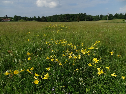 Hemerocallis lilioasphodelus