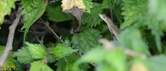 Takydromus wolteri