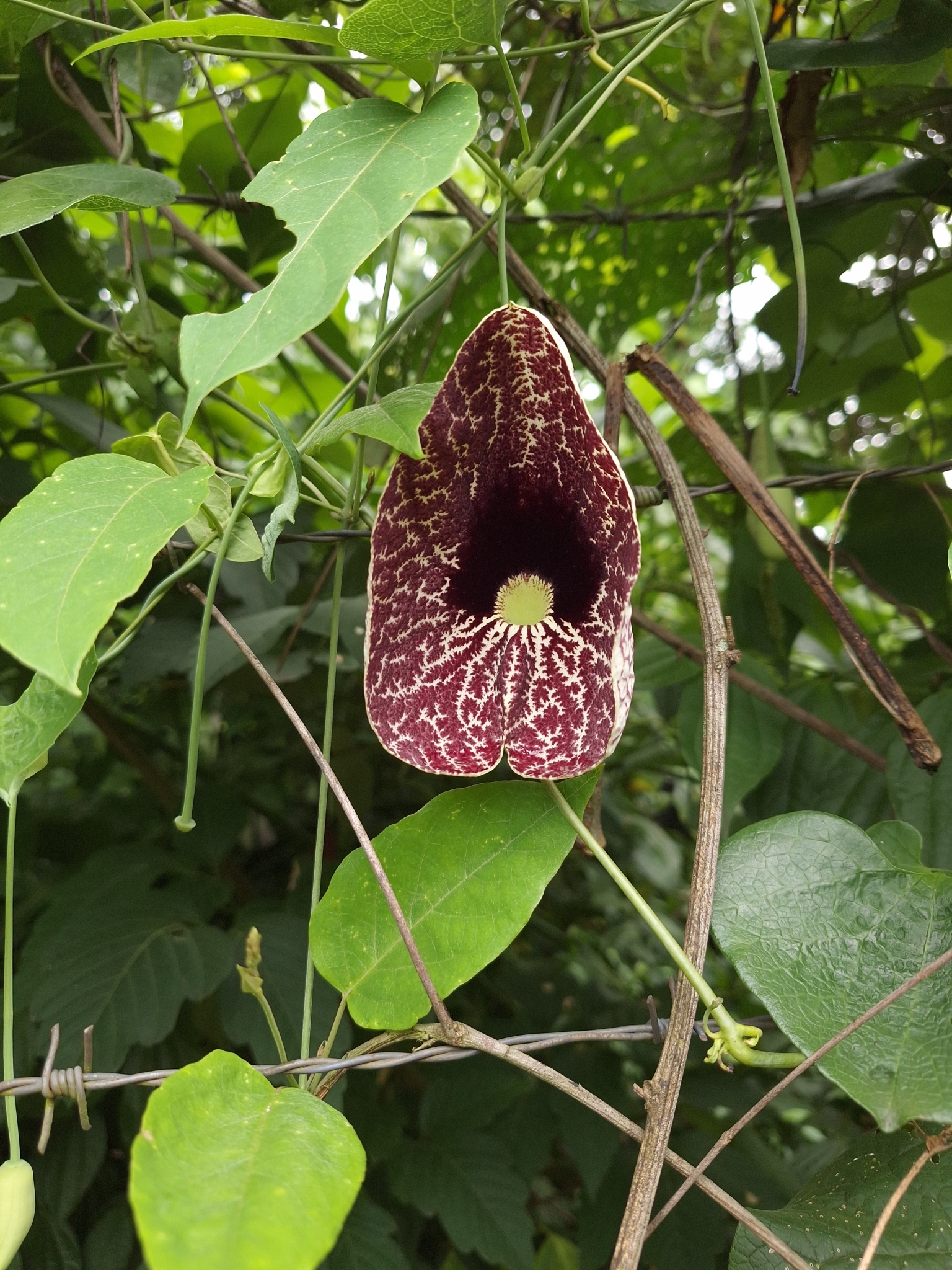 Aristolochia littoralis