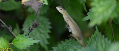 Takydromus wolteri