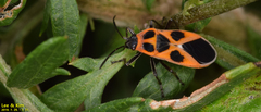 Tropidothorax sinensis