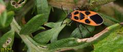 Tropidothorax sinensis