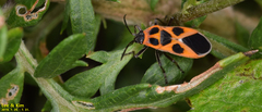 Tropidothorax sinensis
