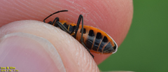 Tropidothorax sinensis