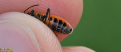 Tropidothorax sinensis