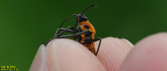 Tropidothorax sinensis