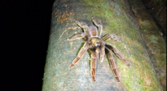 Psalmopoeus