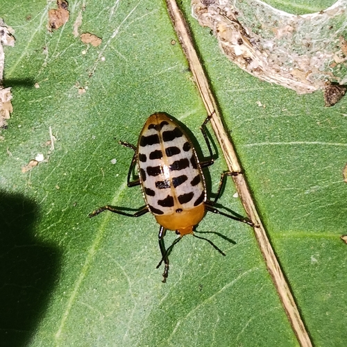 Neopriotelus apiatus
