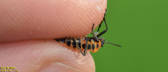 Tropidothorax sinensis