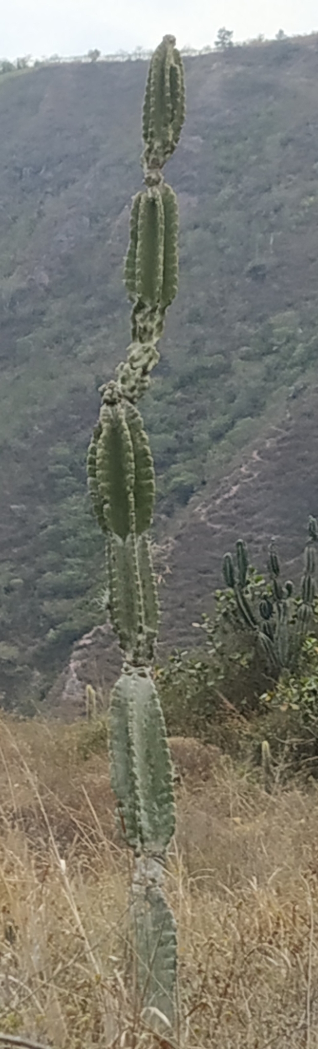 Imagem de Mandacaru